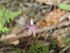 Pink Fairy Orchid - Caladenia latifolia