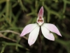 Pink Fingers orchid - showing detail of flower