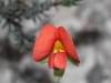 Closeup of Red Parrot Pea