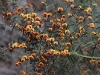 Massed flowering of the KI Bitter-pea - Daviesia asperula