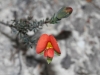 Not sure Dwarf Wedge Pea or Red Parrot Pea