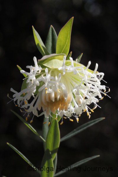 Closeup of KI Riceflower - Pimelea macrostegia