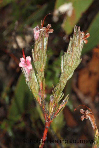 KI Silverbush - Adenanthos macropodiana the small flowers grow on the branch-tip