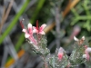 Another KI Silver-bush - Adenanthos macropodiana