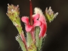 Closeup of KI Silver-bush - Adenanthos macropodiana
