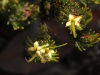 Yellow Gland-flower - Adenanthos terminalis