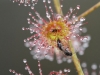 Climbing Sundew, covered in dew-drops, catching an insect meal