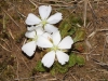 Scented Sundew - Drosera whittakeri in full bloom