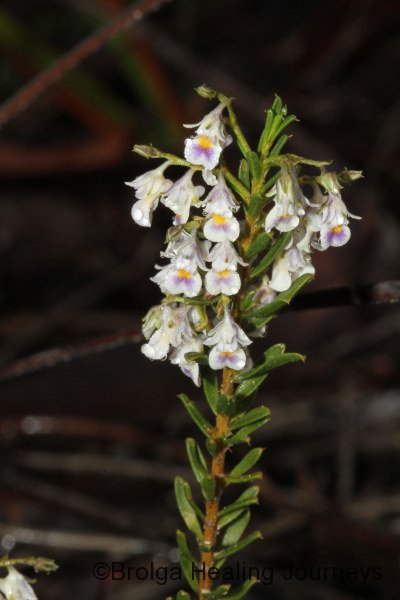 Shrub Violet-Hybanthus floribundus