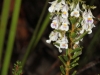 Another Shrub Violet - Hybanthus floribundus