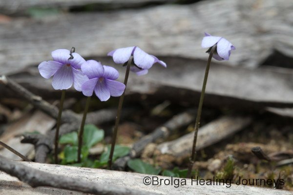 Tiny Violet - Viola sieberiana