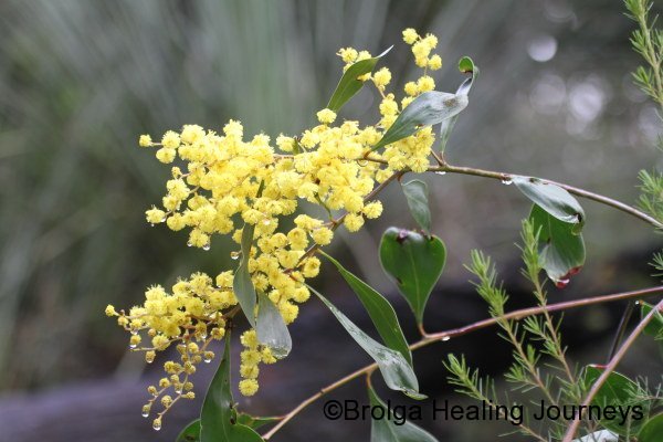 Golden Wattle - Acacia pycnantha -with its unusual broad leaves