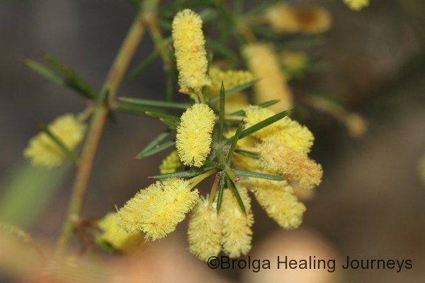 Prickly Moses Wattle - Acacia verticalia ssp. ovoidea - growing near one of our creeks
