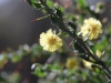Bugger Bush Wattle!  Acacia paradoxa - the spines explain its name