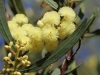 Narrow Leaf Myrtle Wattle - Acacia myrtifolia var angustifolia - common out our way but beautiful