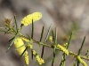 Prickly Moses - Acacia verticillata