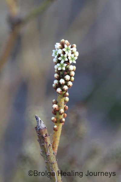 Spiked Sourbush - Choretrum spicatum - a rare plant
