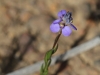 Blue Spike Milkwort  in flower - Comesperma calymega