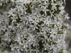 Not sure but maybe Heath poranthera - Poranthera ericoides