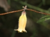 Orange Bell Climber - Marianthus bignoniacea