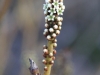 Spiked Sourbush - Choretrum spicatum - a rare plant