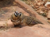 Beautiful Spinifex Pigeons getting amorous