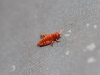 Another visitor - less than 1 cm long