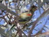 Female Mulga Parrot - our first sighting in three years!
