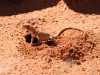 A fat little Dragon at Kings Canyon