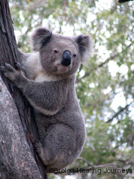 Koala, Warrumbungle Ntl Pk, NSW