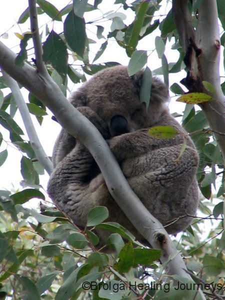 Koala, Warrumbungle Ntl Pk, NSW