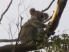 Male Koala, Crows Nest Ntl Pk, QLD