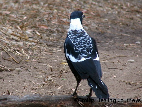 australian-magpie-adult-male-western-race-parry-beach-sth-west-wa_0