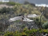 Grey Currawong in flight, Innes Ntl Pk, South Australia