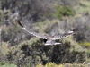 Grey Currawong in flight, Innes Ntl Pk, South Australia