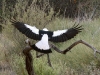 Australian Magpie showing its beautiful wings