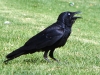 torresian-crow-alice-springs-nt