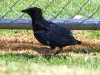 torresian-crow-fledgling-alice-springs