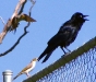 torresian-crow-harrassed-by-honeyeater-alice-springs-nt