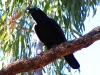 torresian-crow-mornington-sanctuary-kimberley-wa
