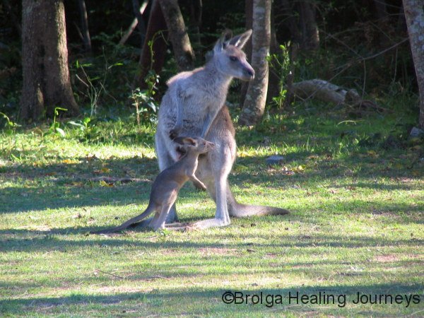 First steps!  Mother Eastern Grey Kangaroo with her tiny joey, Hat Head Ntl Pk