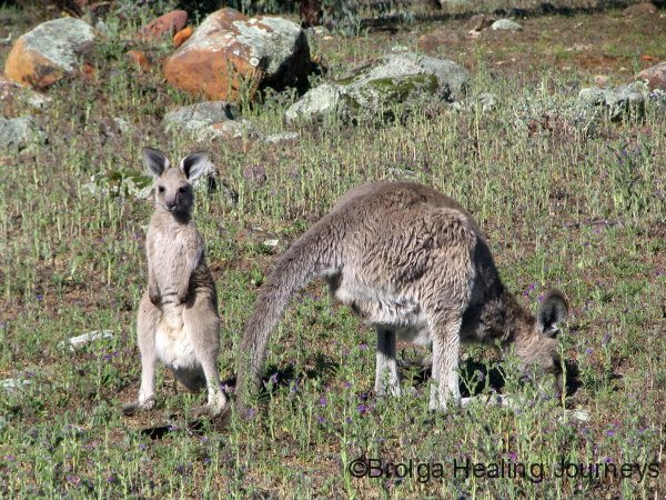 Female and joey Western Grey Kangaroos after rain, Warrumbungle National Pk, NSW