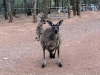 Western Grey Kangaroos, campsite visitors at Wilpena Pound, SA