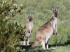 Western Grey Kangaroos, mother & child. We have never seen prettier roos than those at Innes