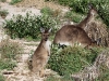 Campsite visitors! Western Grey Kangaroos, Innes Ntl Pk