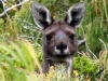 The Giant!  Male Western Grey Kangaroo, West Cape Howe Ntl Pk, WA