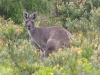 The giant Western Grey Kangaroo, West Cape Howe Ntl Pk