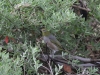 Another Silvereye