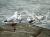 A Tern lands under the watchful eye of gulls and terns