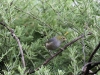 Yet another silvereye